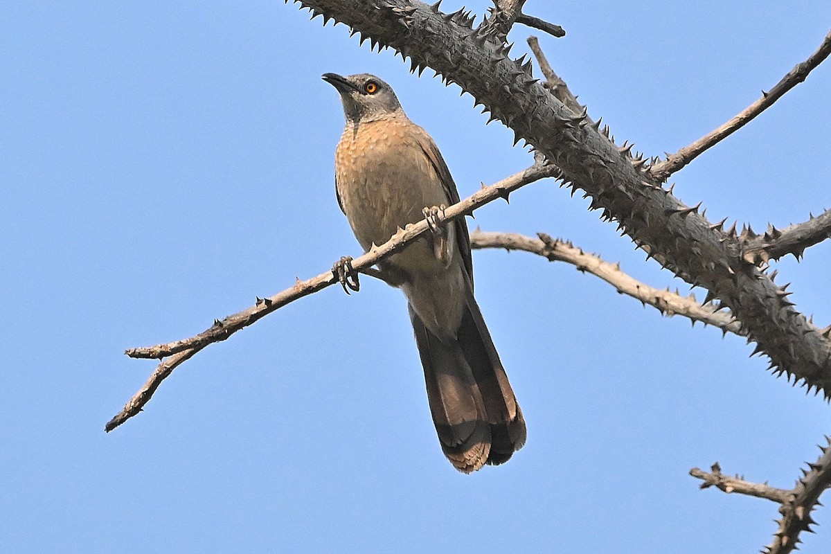 Brown Babbler - ML616946520