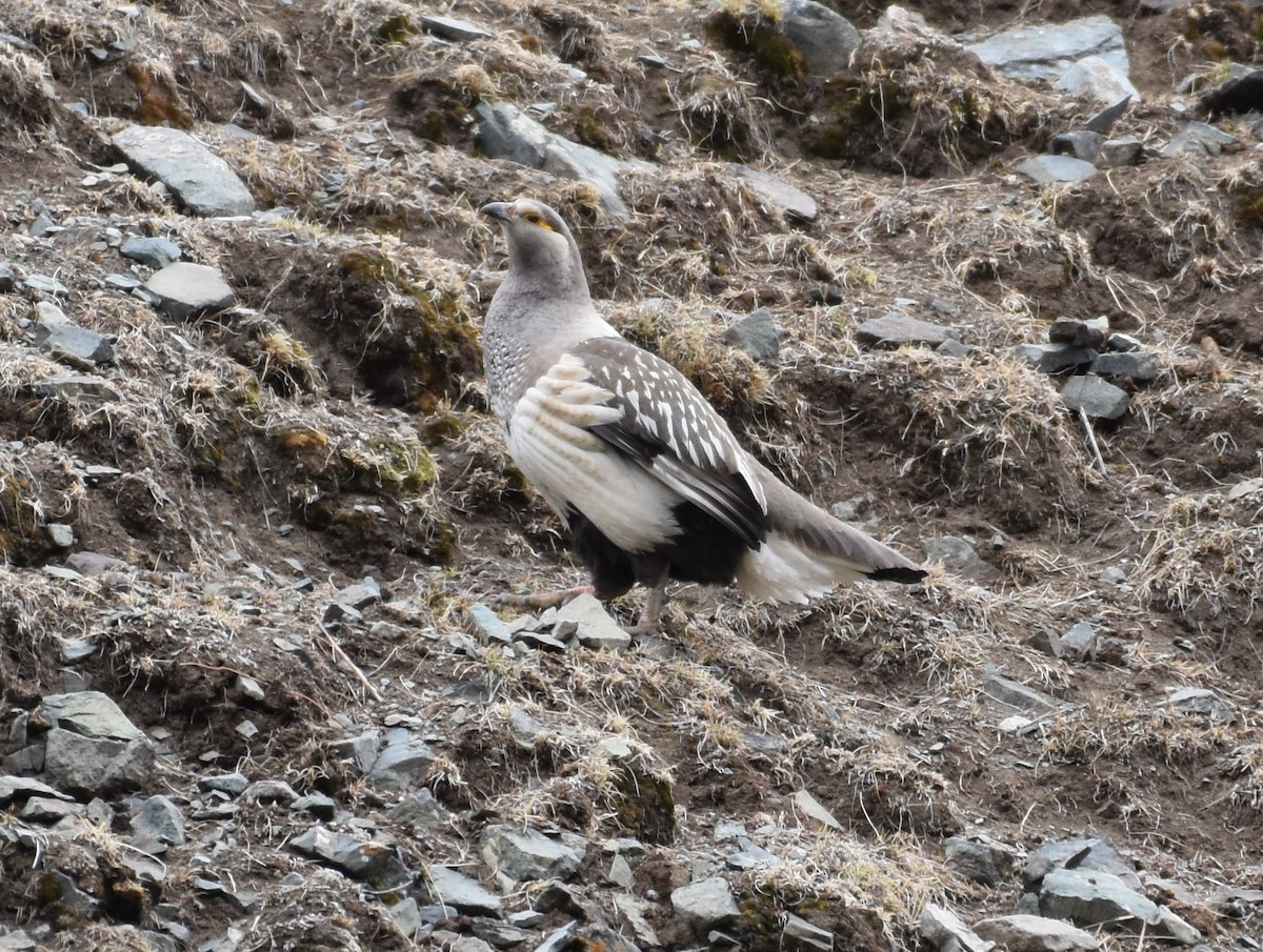 Altai Snowcock - ML616946521