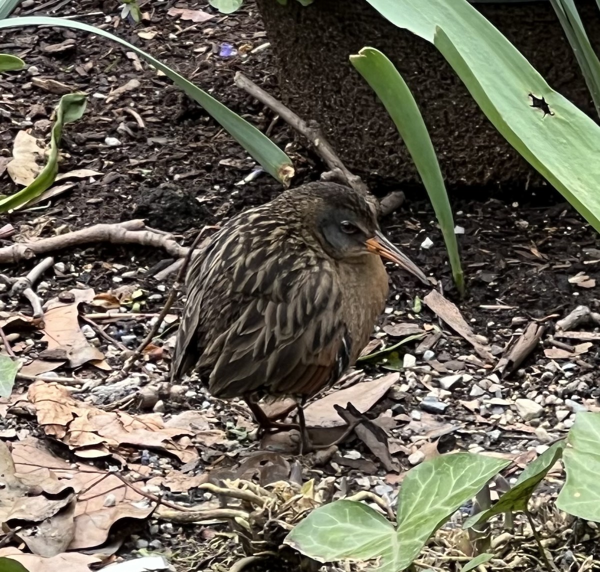 Virginia Rail - ML616946529