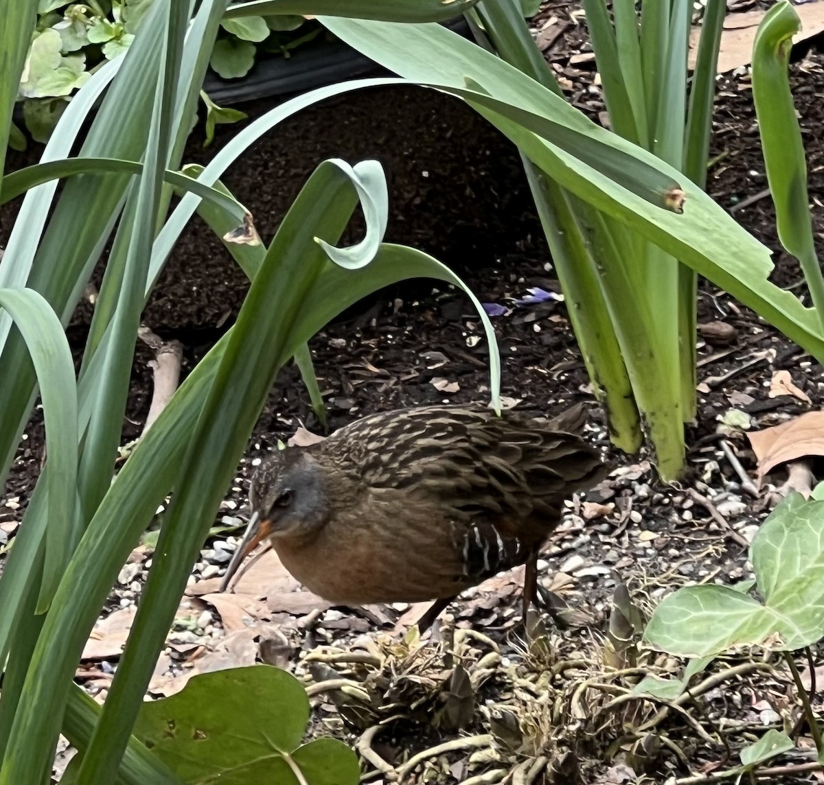 Virginia Rail - ML616946530