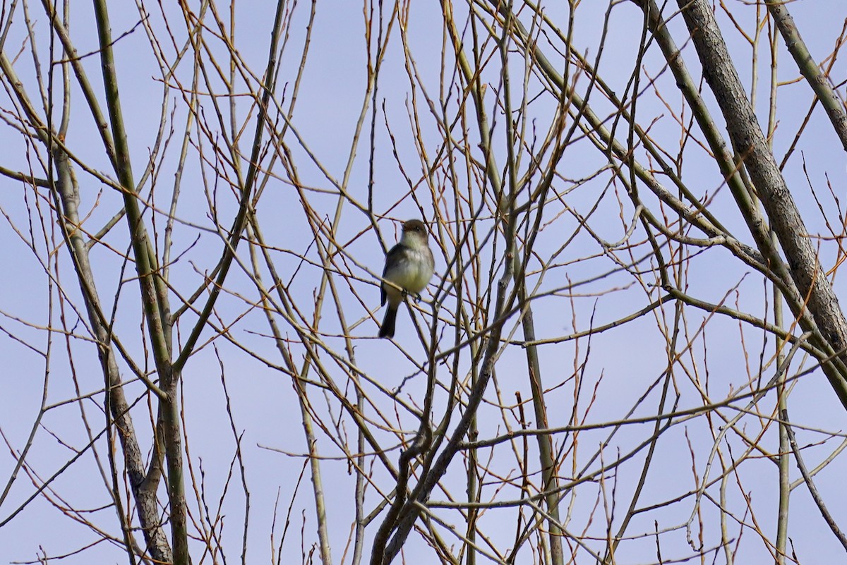 Eastern Phoebe - ML616946640