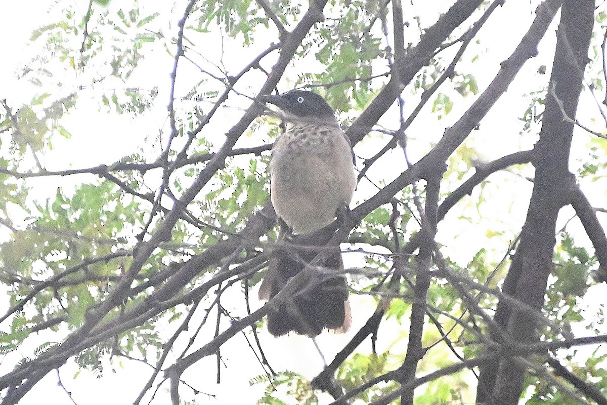 Blackcap Babbler - ML616946669