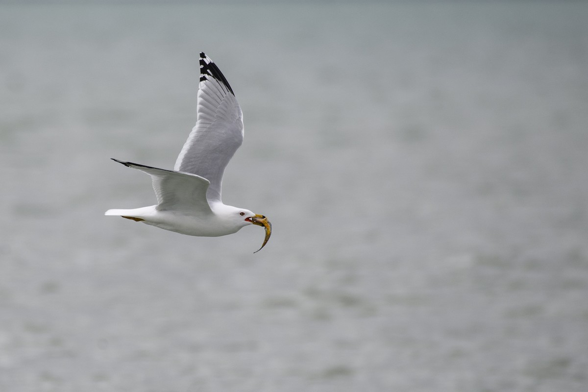 Ring-billed Gull - ML616946670