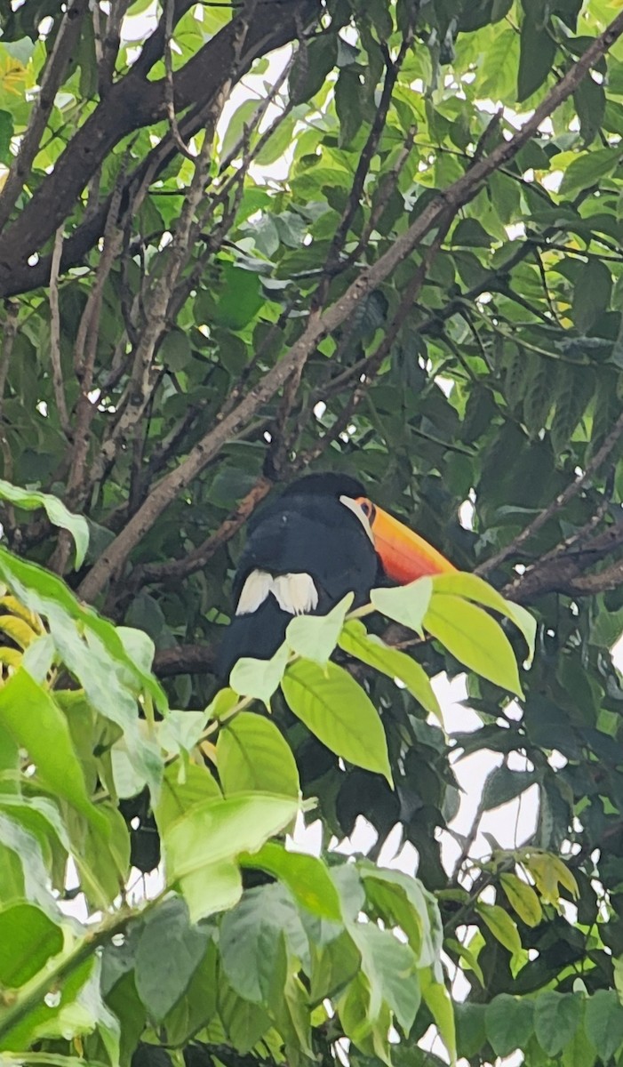 Toco Toucan - ML616946687