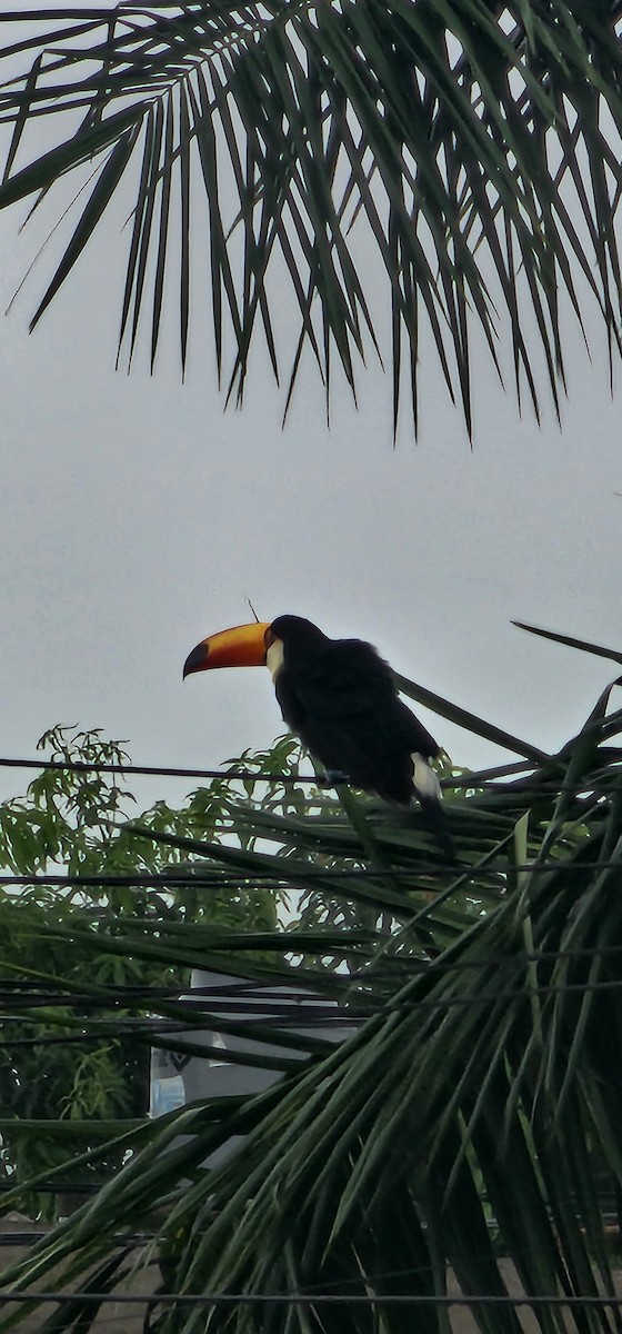 Toco Toucan - ML616946688