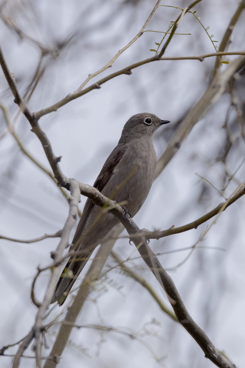 Townsend's Solitaire - ML616946693