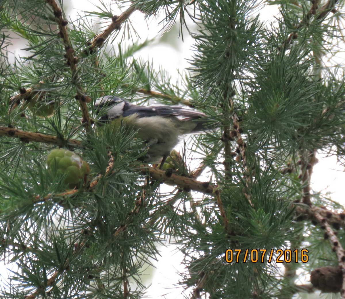 Eurasian Blue Tit - ML616946743