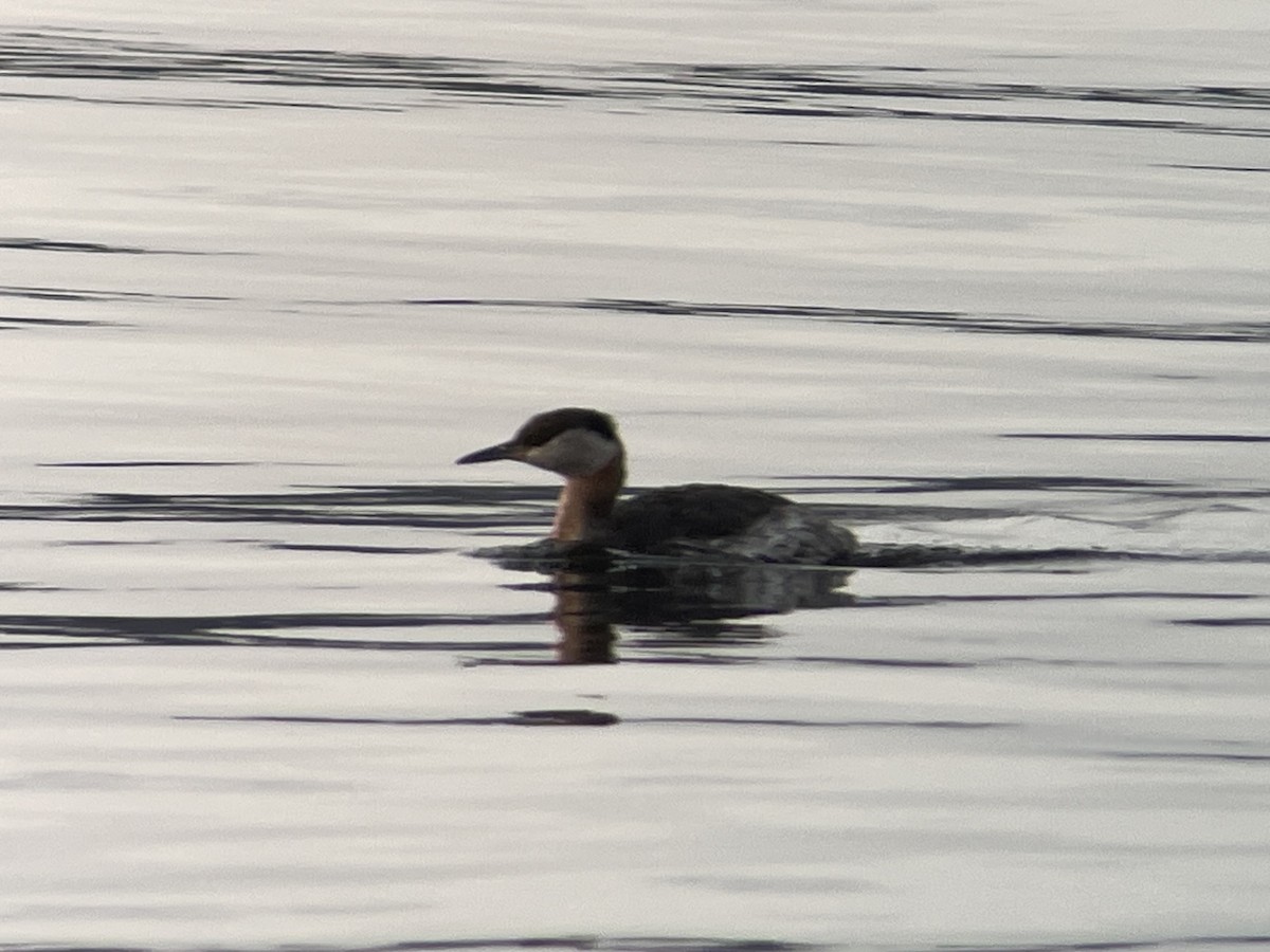Red-necked Grebe - ML616946746
