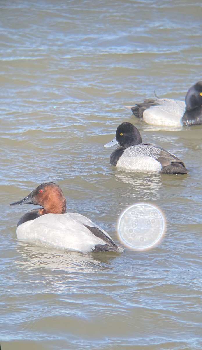 Canvasback - ML616946750