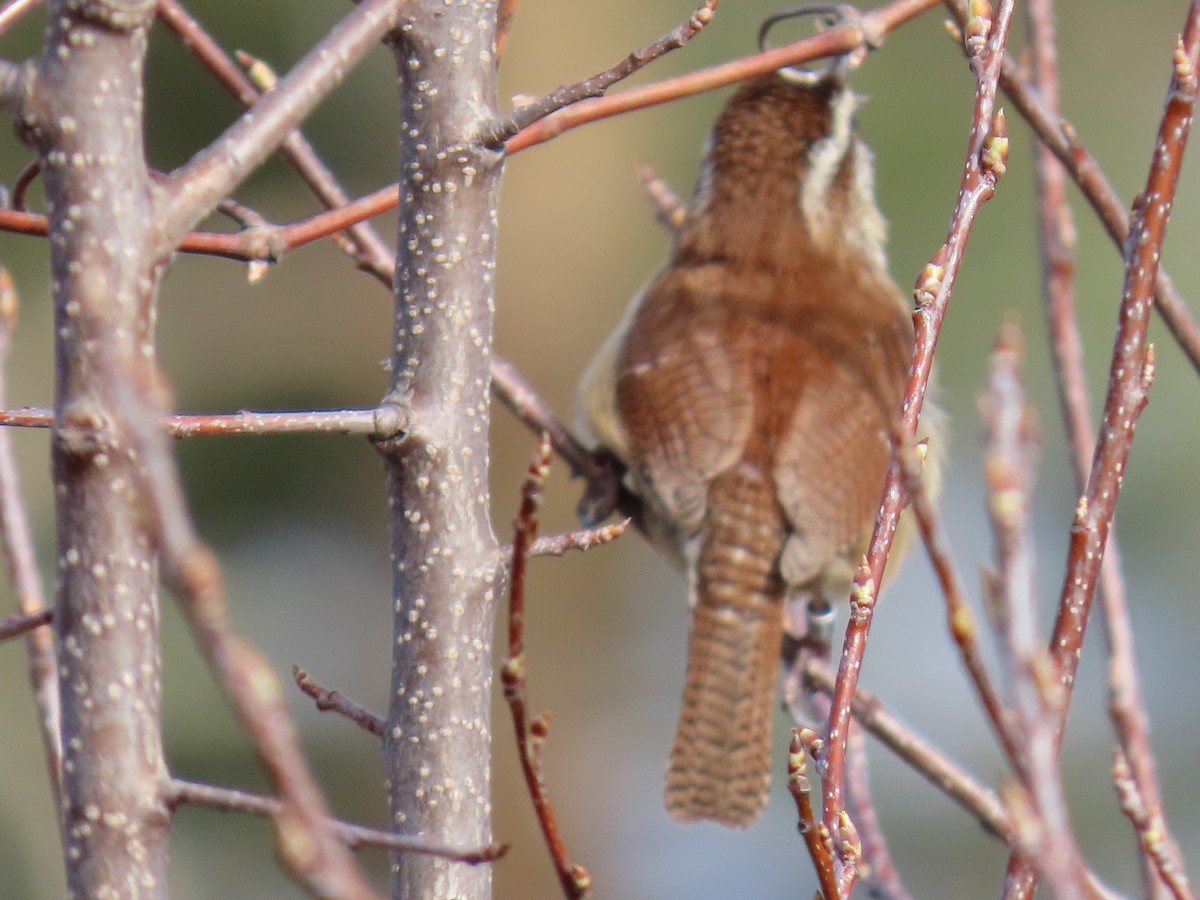 Carolina Wren - ML616946765