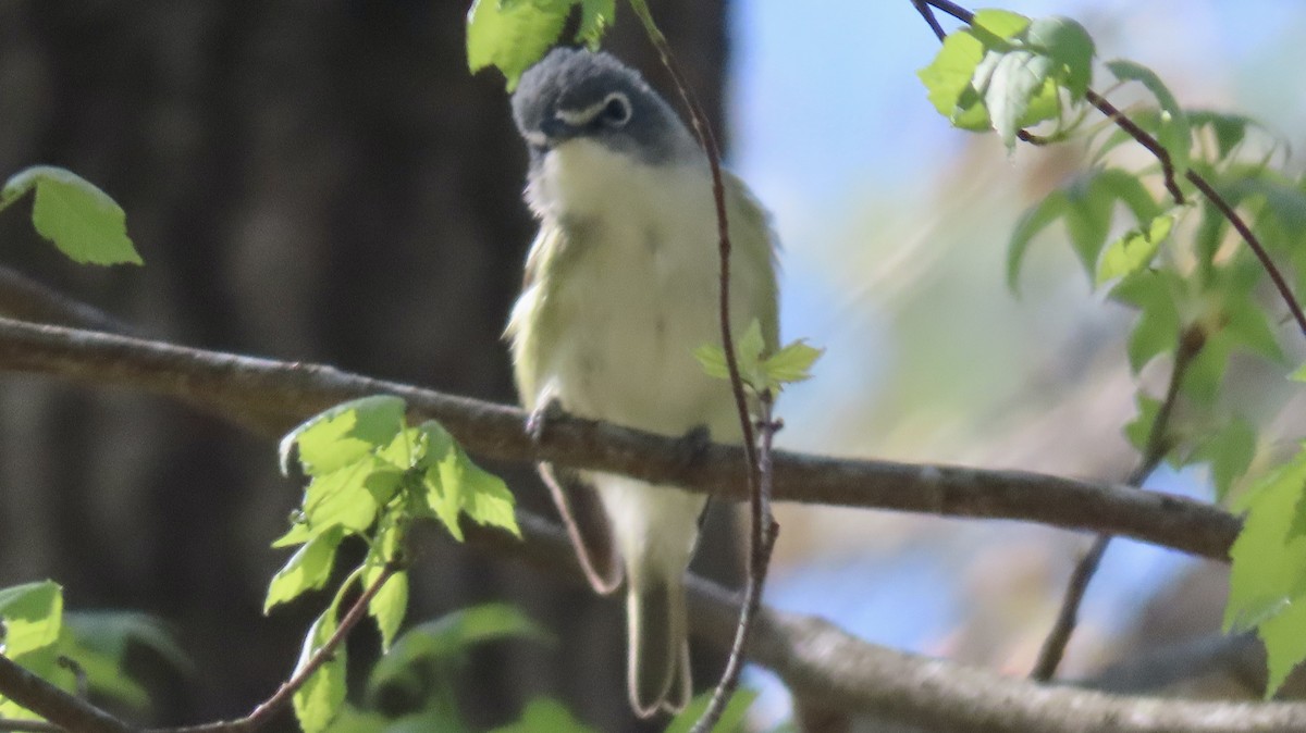 Blue-headed Vireo - ML616946777