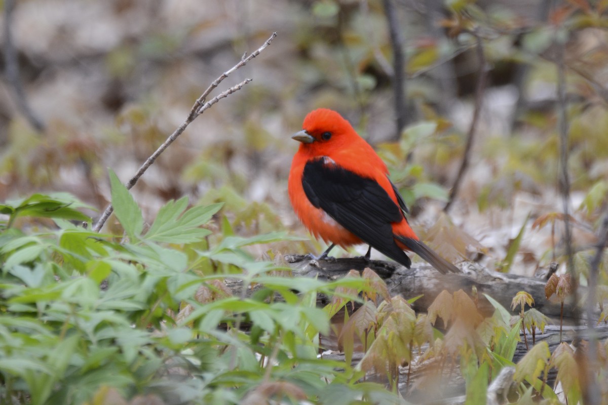 Scarlet Tanager - ML616946781