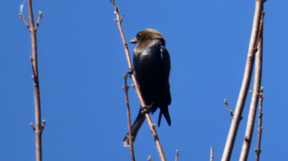 Brown-headed Cowbird - ML616946787