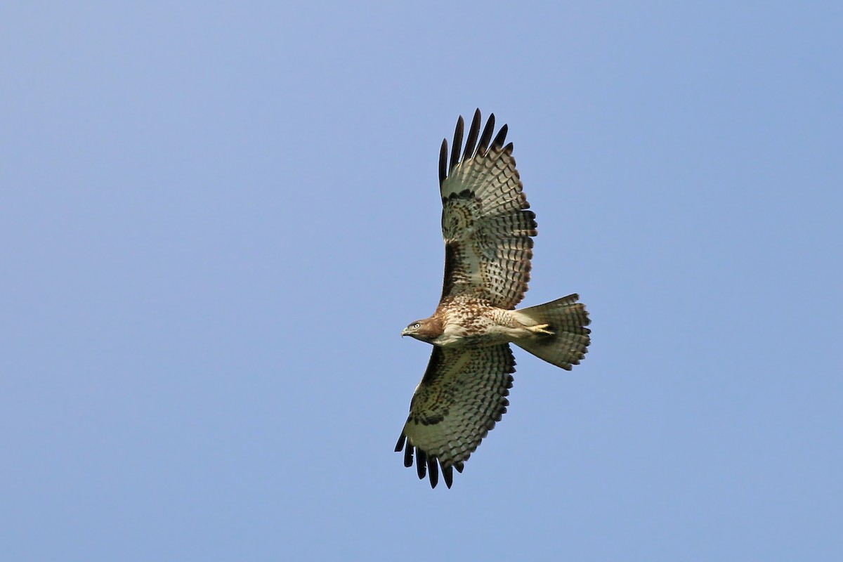 Red-tailed Hawk - ML616946792
