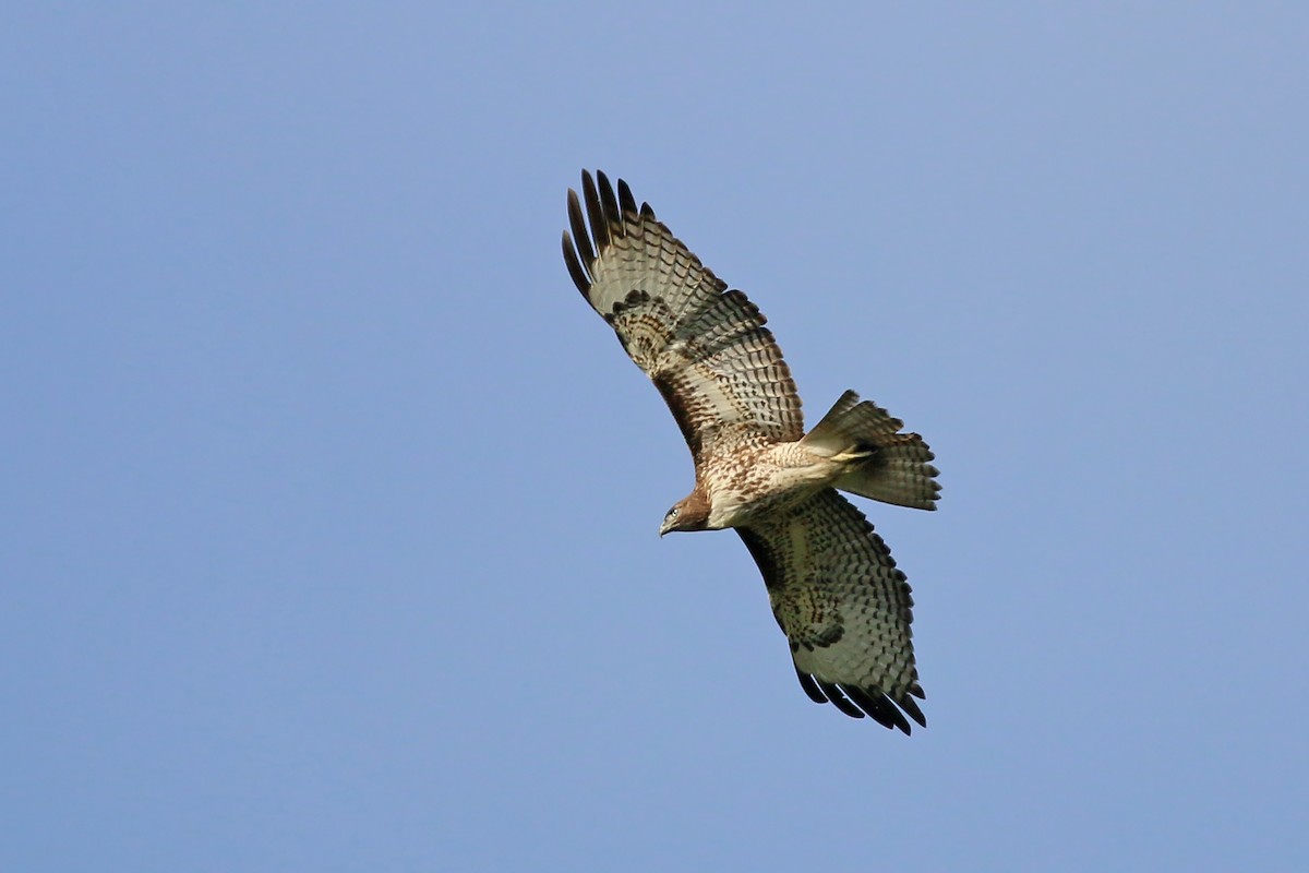 Red-tailed Hawk - ML616946793