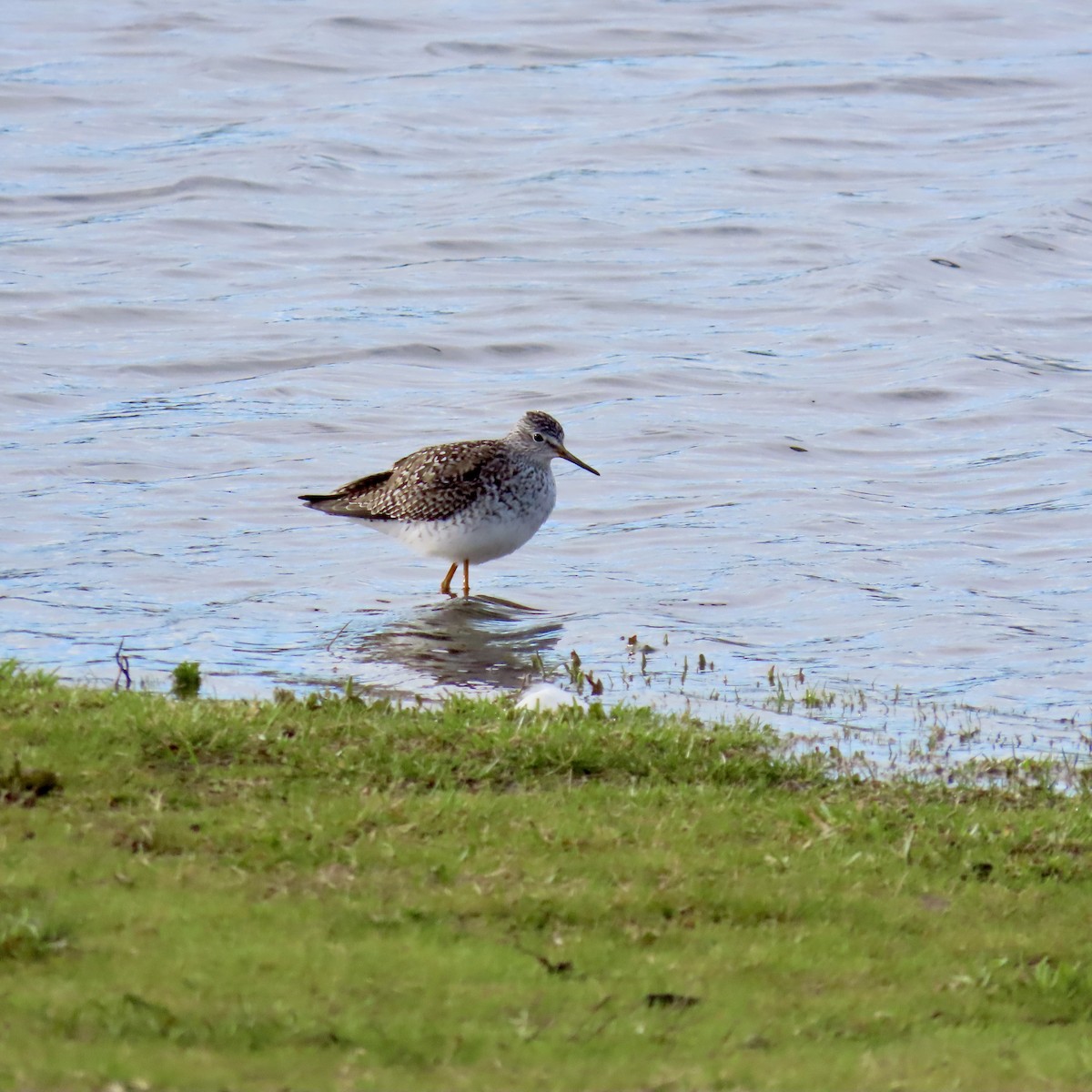 Lesser Yellowlegs - ML616946833