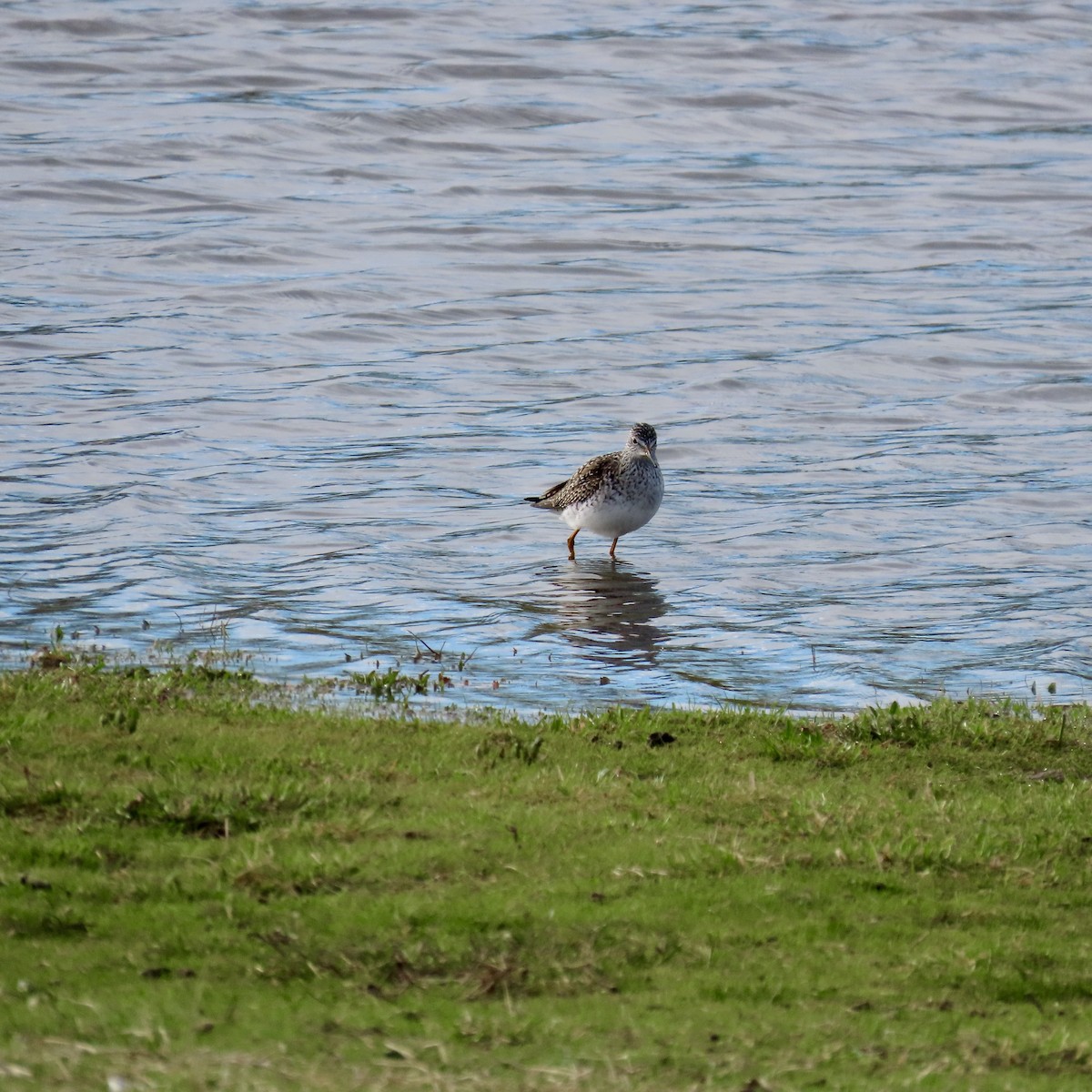 Lesser Yellowlegs - ML616946834