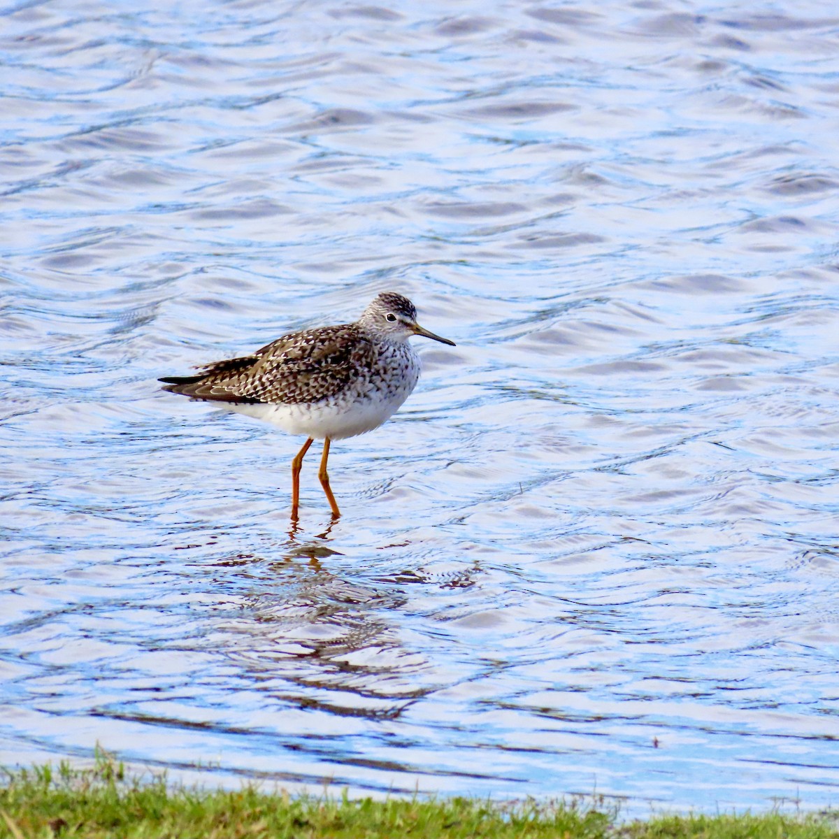 Lesser Yellowlegs - ML616946835