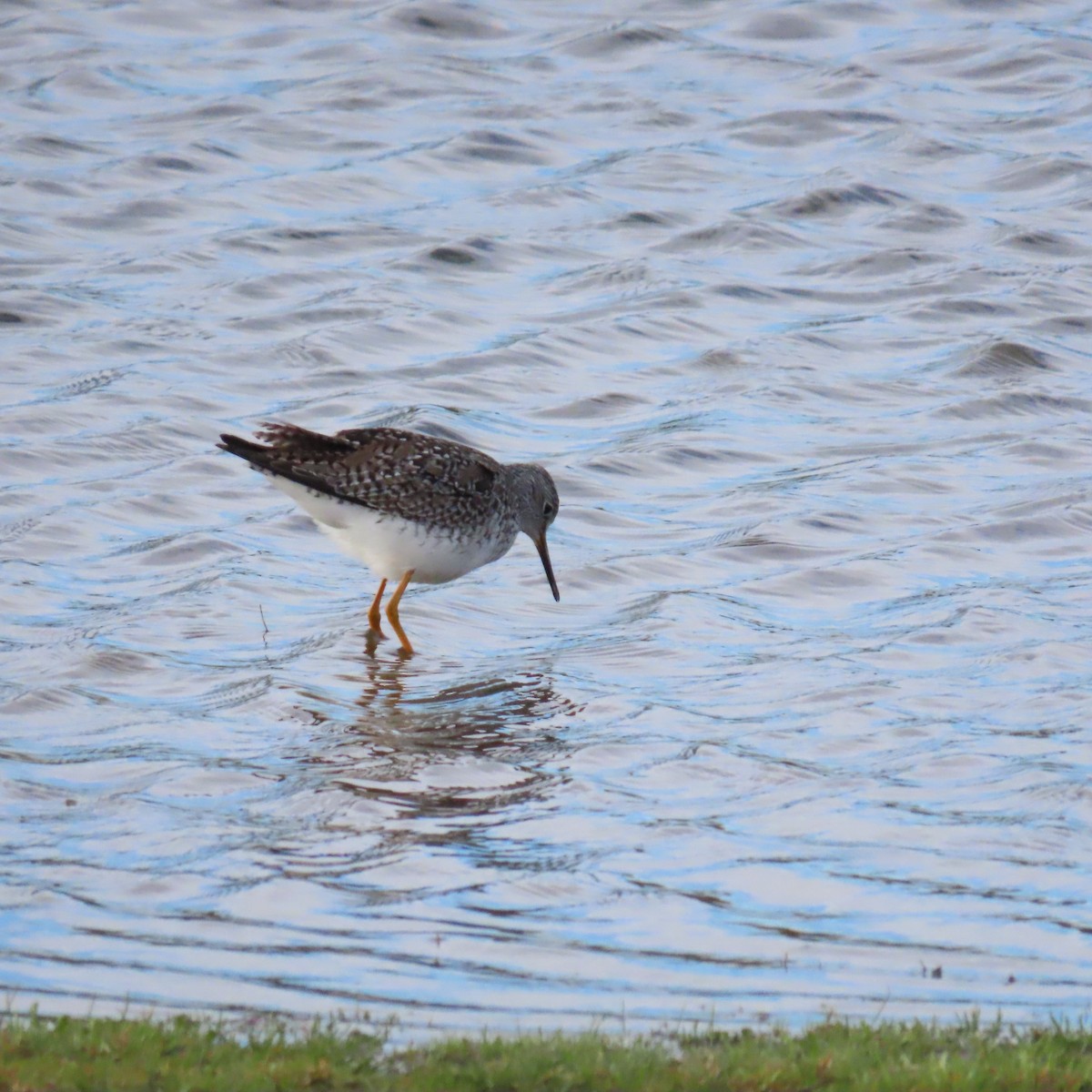 Lesser Yellowlegs - ML616946836