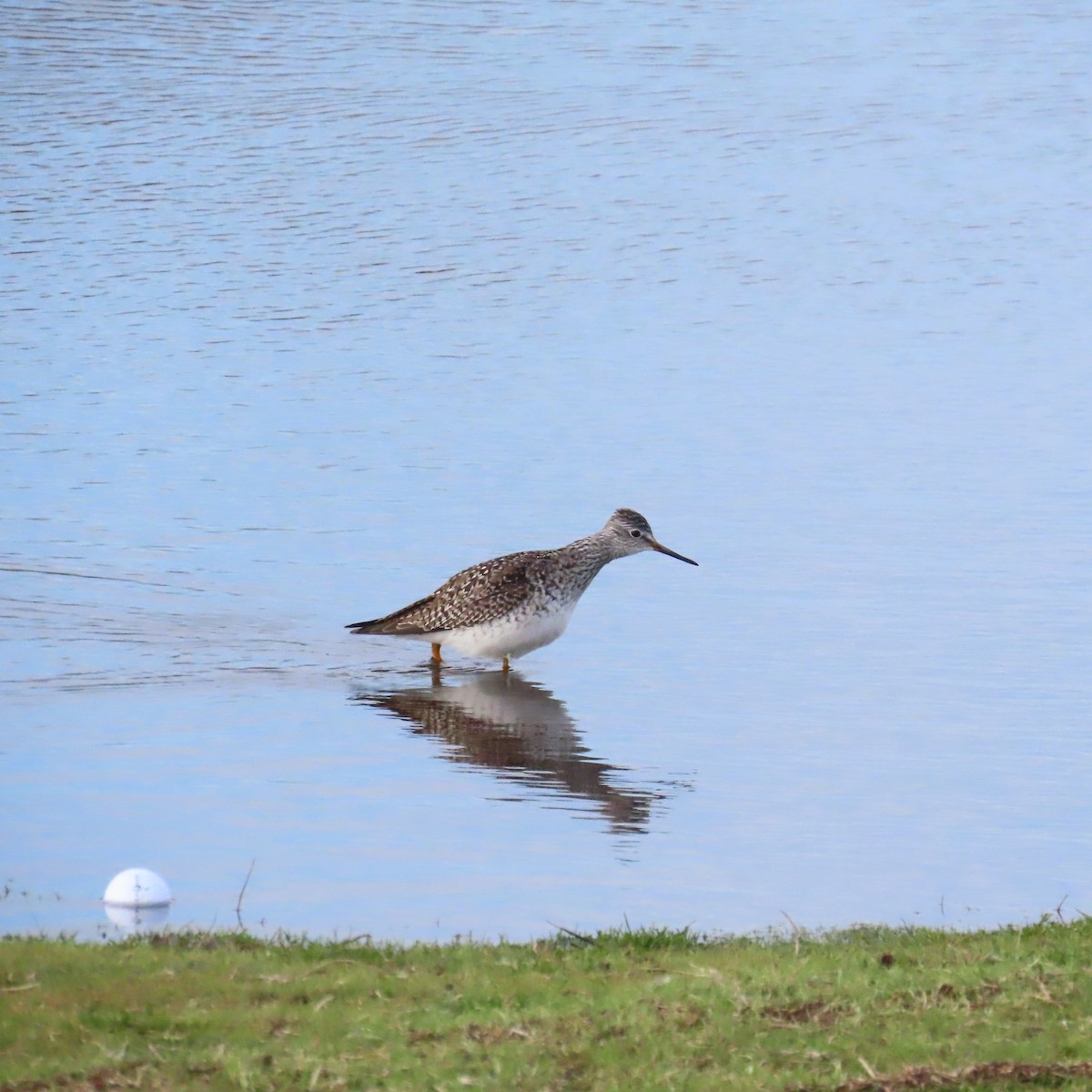 Lesser Yellowlegs - ML616946837