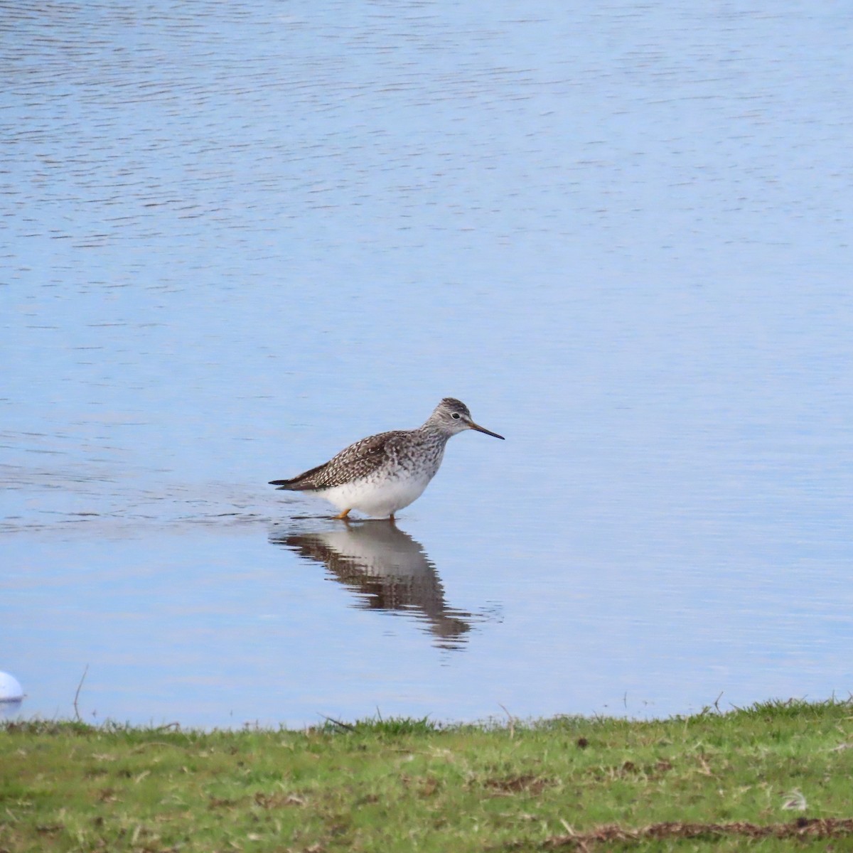 Lesser Yellowlegs - ML616946838