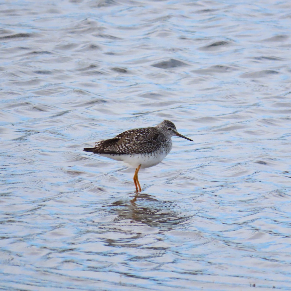 Lesser Yellowlegs - ML616946839