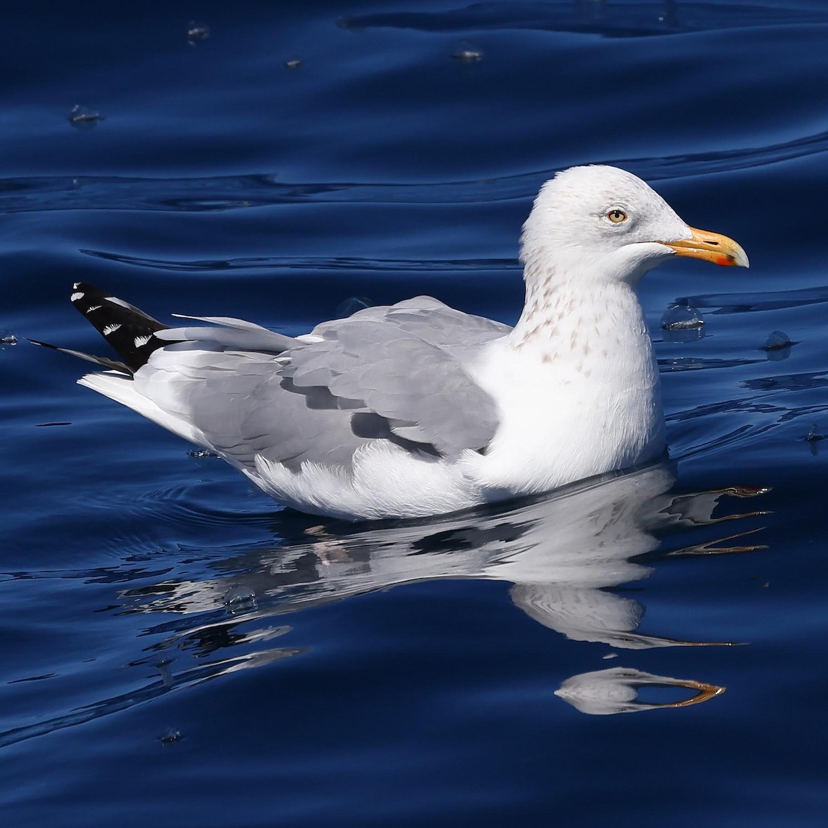 Herring Gull (American) - ML616946846