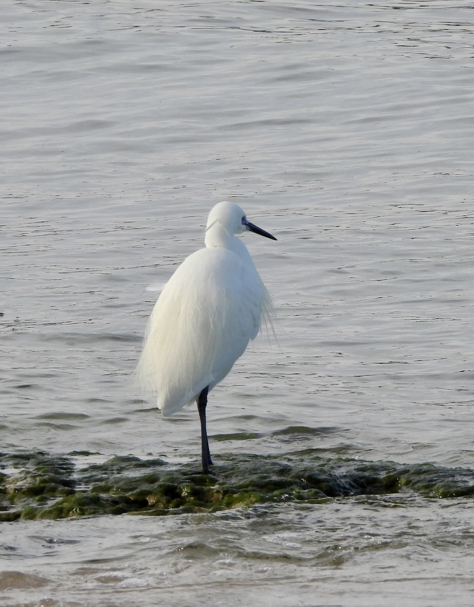 Little Egret - ML616946855