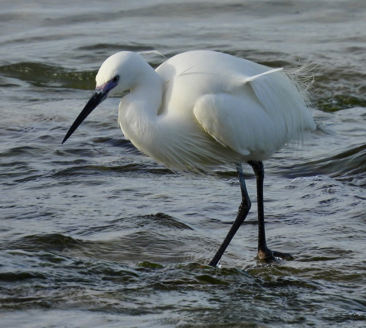 Little Egret - ML616946856