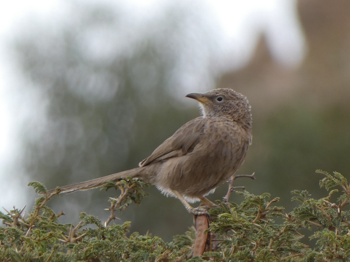 Arabian Babbler - ML616946884