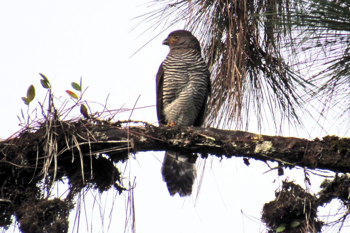 Barred Forest-Falcon - Aneth Pérez