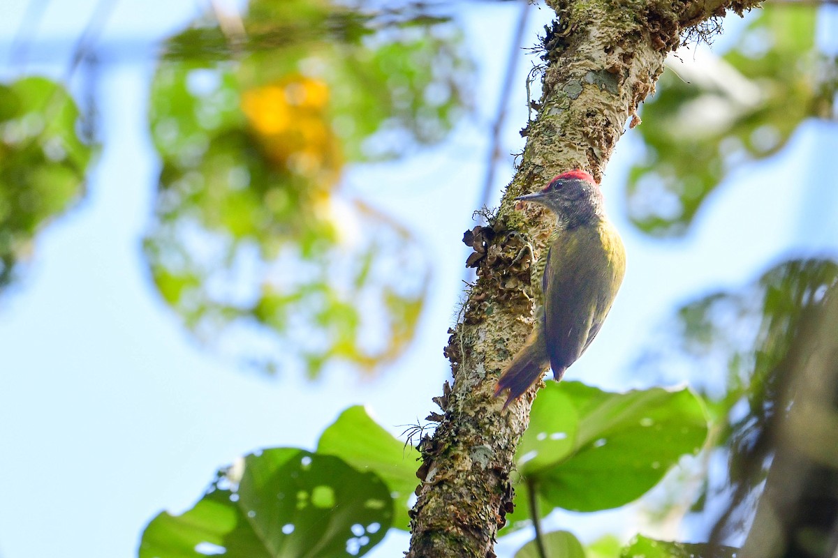 Fine-banded Woodpecker - ML616946898