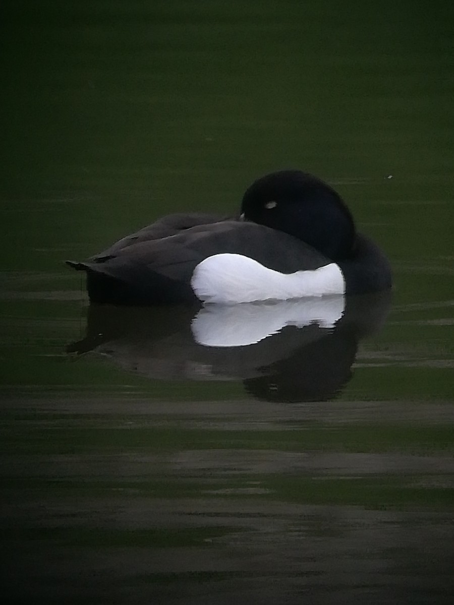 Tufted Duck - ML616946907