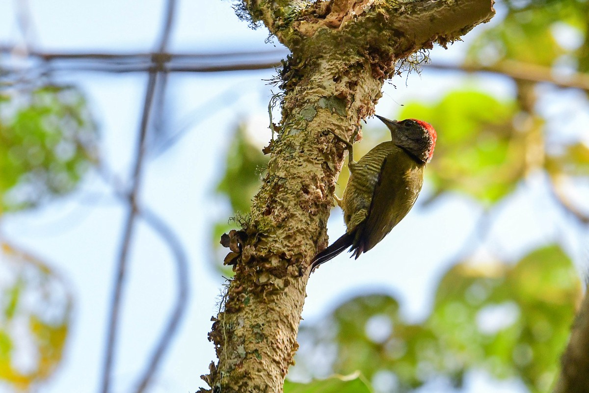 Fine-banded Woodpecker - ML616946909