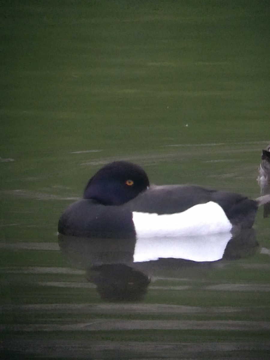 Tufted Duck - ML616946919