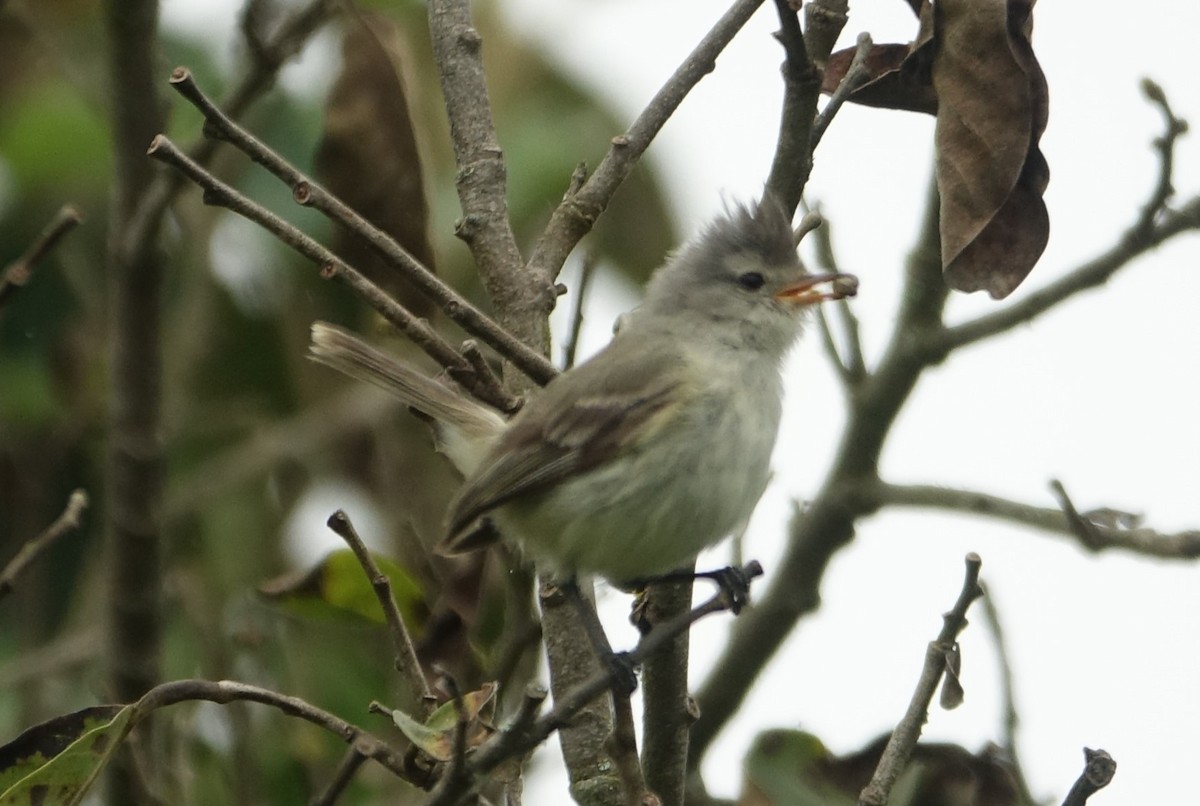 Southern Beardless-Tyrannulet - Martin Brookes