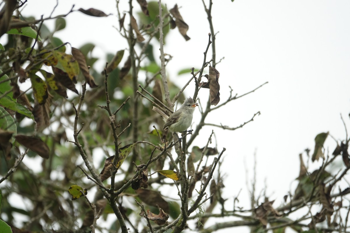 Southern Beardless-Tyrannulet - Martin Brookes