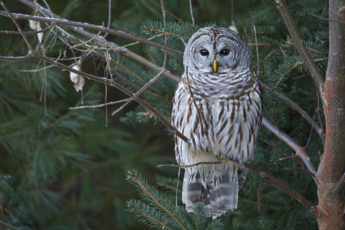 Barred Owl - ML616946944