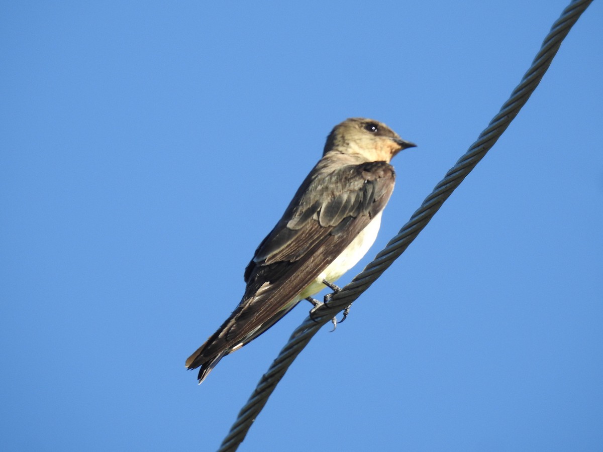 Southern Rough-winged Swallow - ML616946945