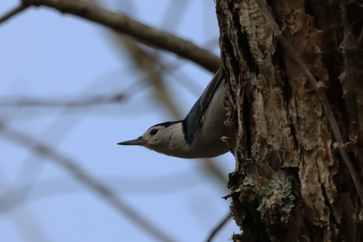 White-breasted Nuthatch - ML616946968