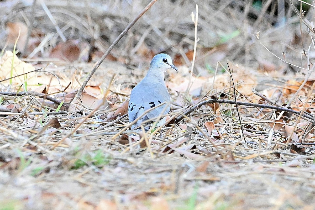 Black-billed Wood-Dove - ML616946971
