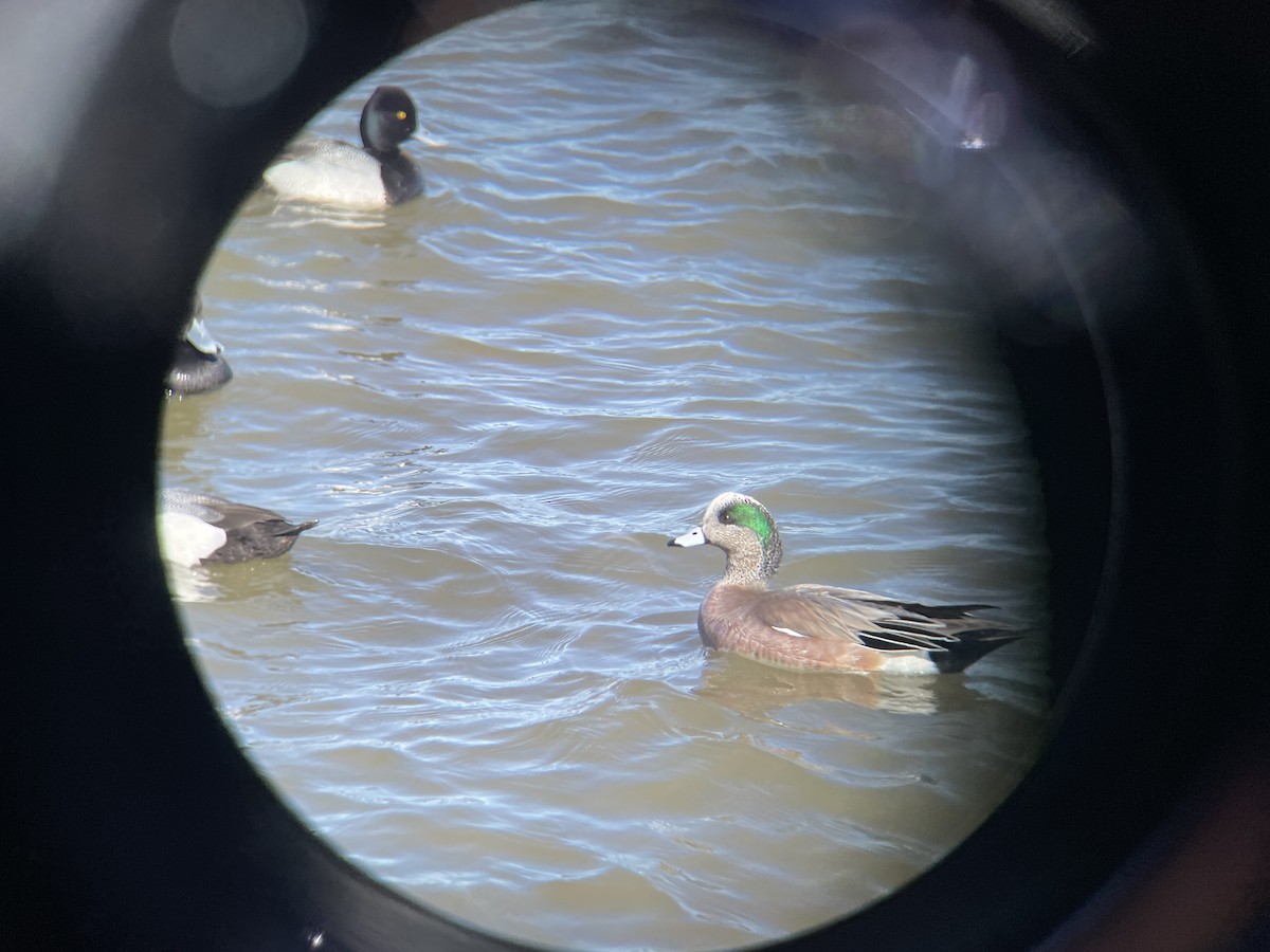 American Wigeon - ML616946982