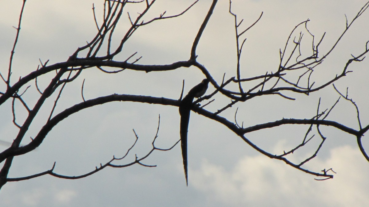 Eastern Paradise-Whydah - ML616946987