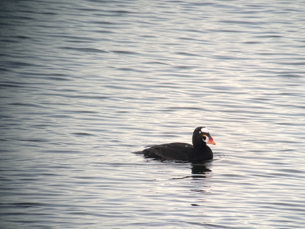 Surf Scoter - ML616947007