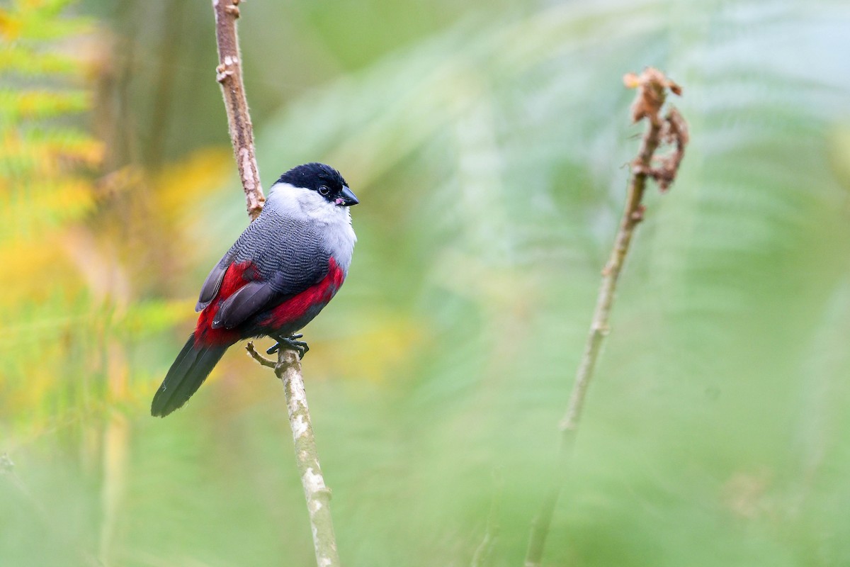 Kandt's Waxbill - ML616947012