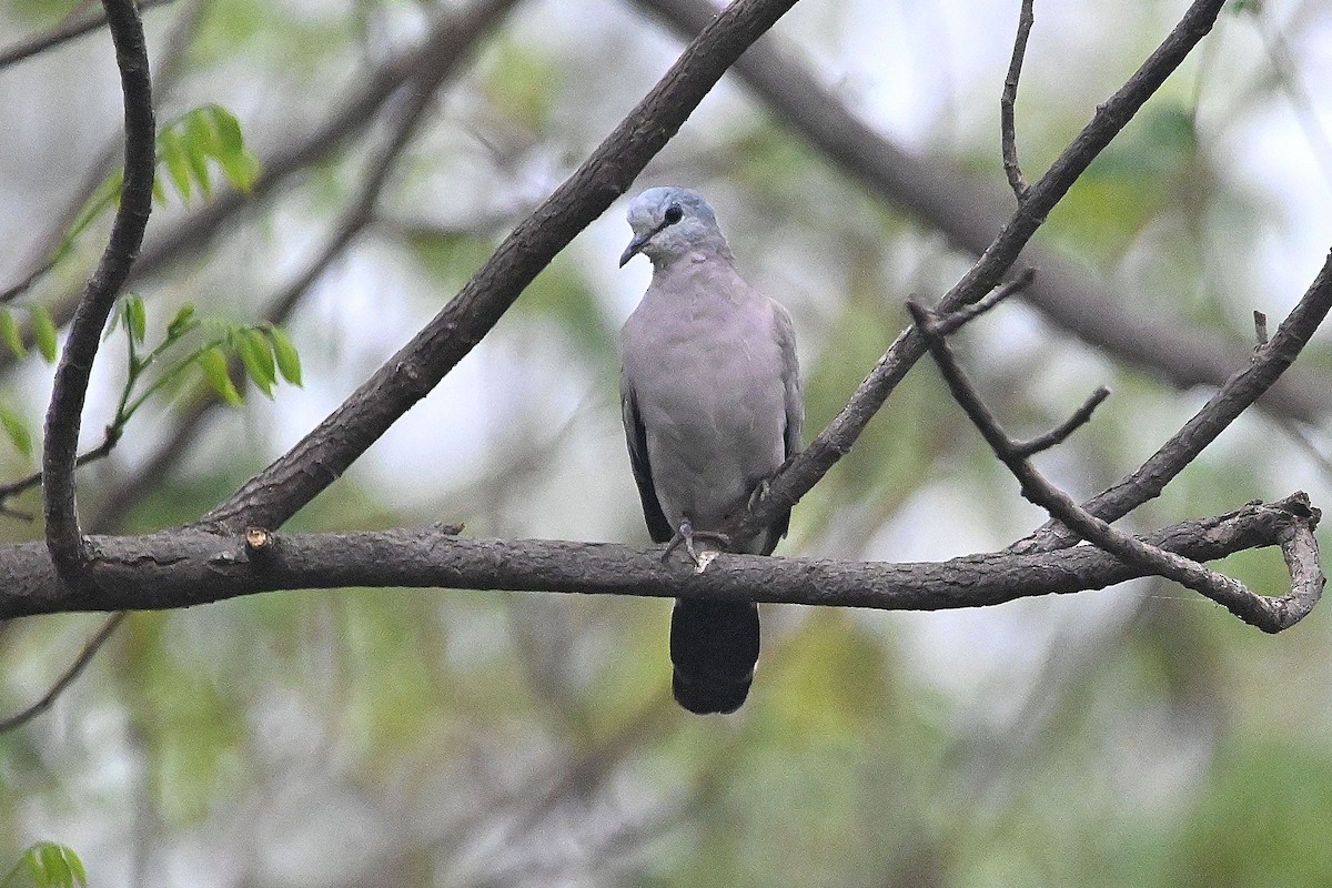 Black-billed Wood-Dove - ML616947035