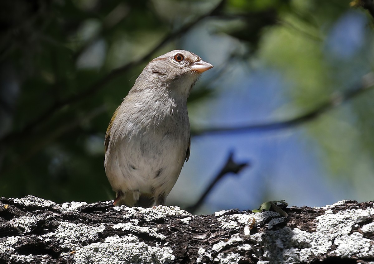Olive Sparrow - ML616947041