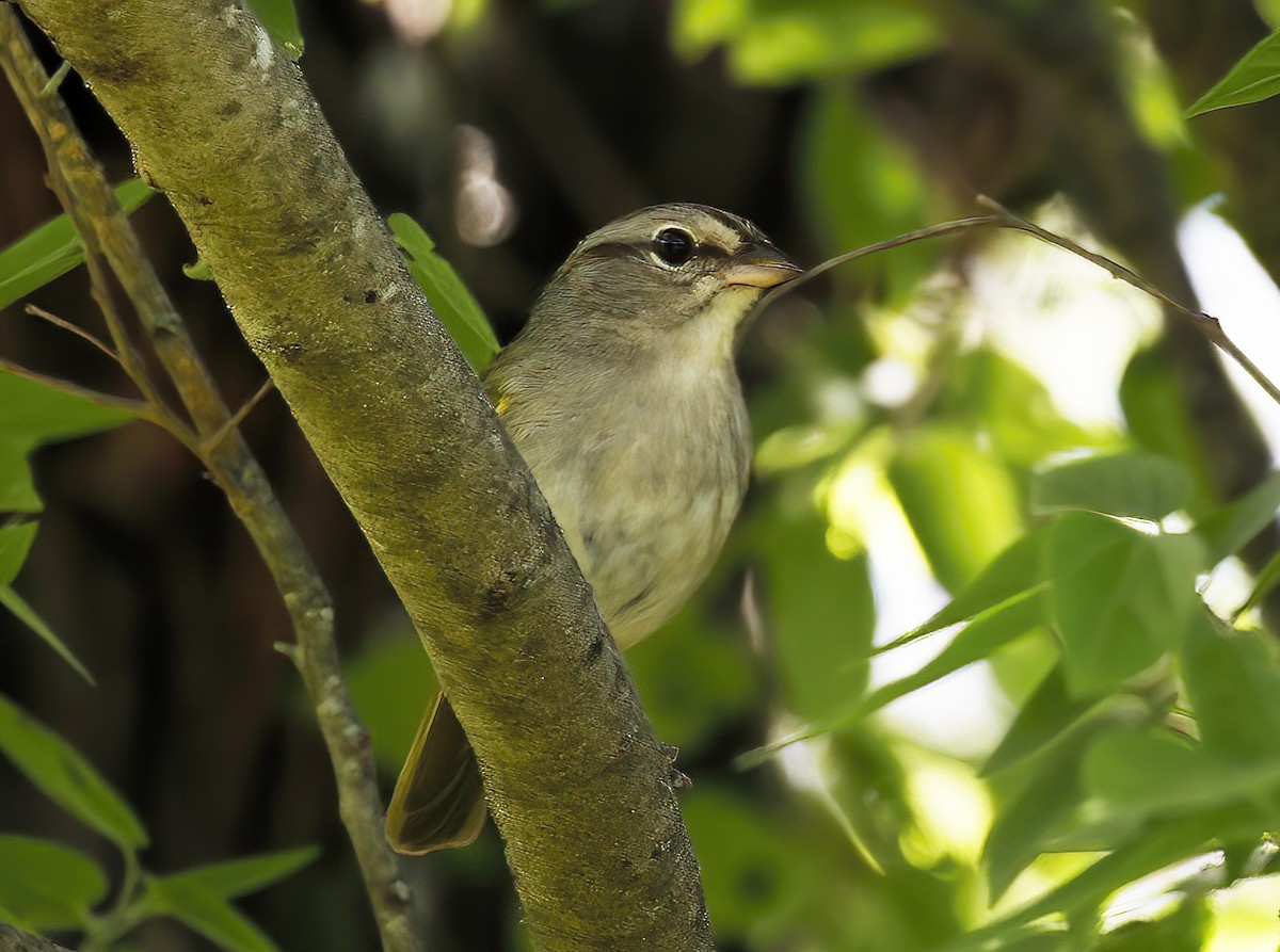 Olive Sparrow - ML616947042