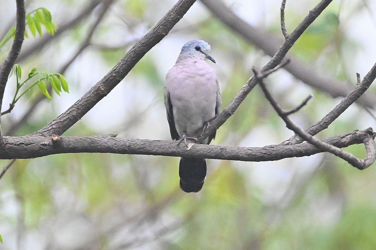 Black-billed Wood-Dove - ML616947043
