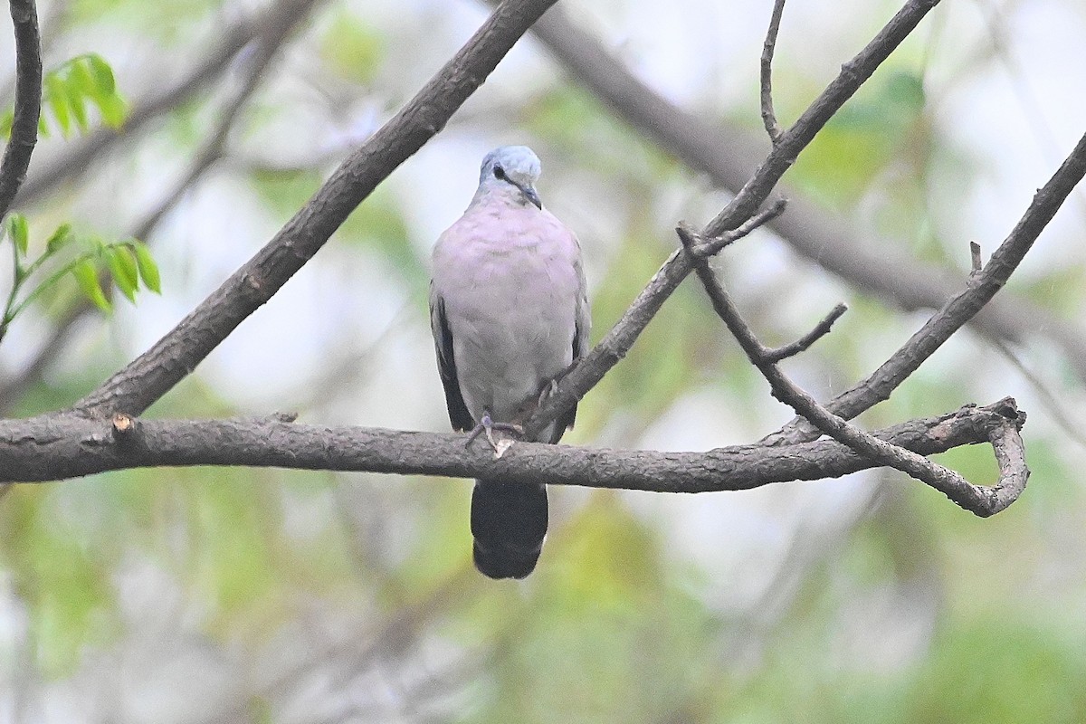 Black-billed Wood-Dove - ML616947044